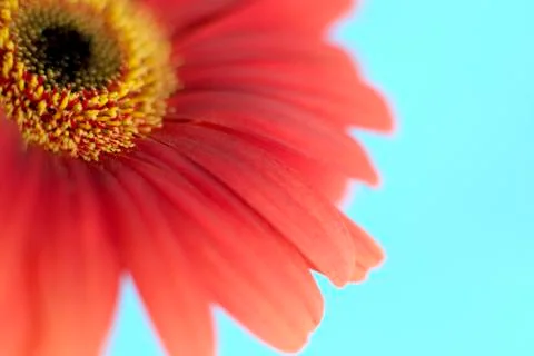 Gerbera flower Stock-Fotos