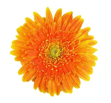 Gerbera flower Stock-Fotos