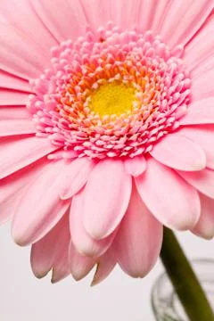 Gerbera flower Stock-Fotos