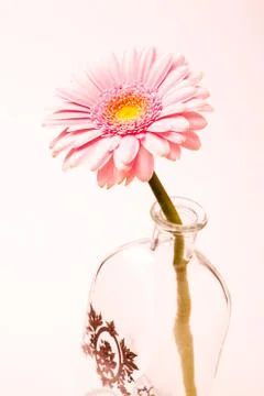 Gerbera flower Stock Photos