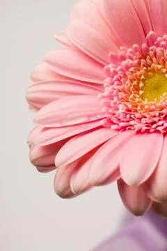 Gerbera flower Stock Photos