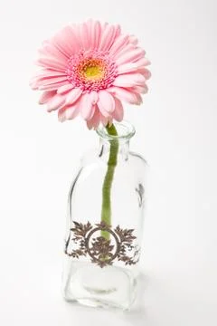 Gerbera flower Foto stock