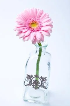 Gerbera flower Stock Photos