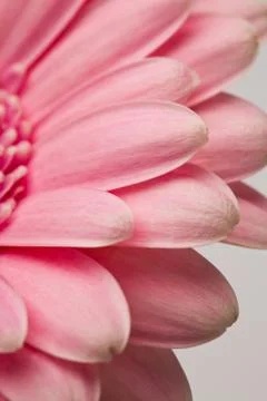 Gerbera flower Foto stock