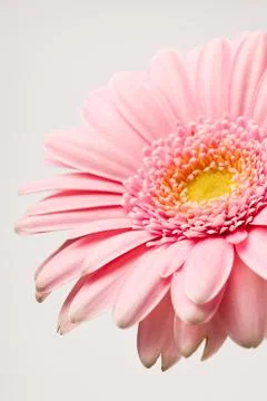 Gerbera flower Stock Photos