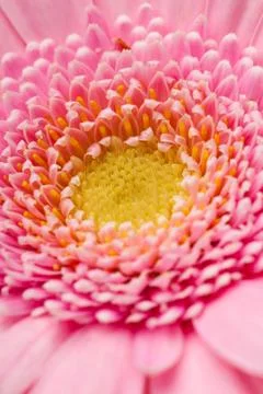 Gerbera flower Stock Photos