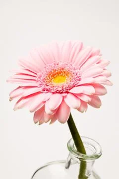 Gerbera flower Stock Photos