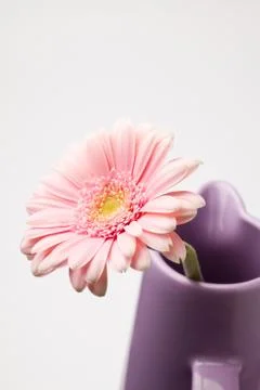 Gerbera flower Stock Photos