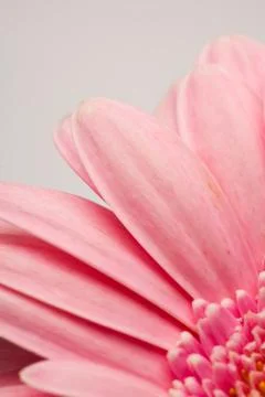 Gerbera flower Foto stock