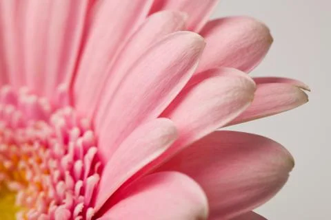 Gerbera flower Stock Photos