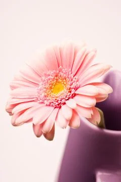 Gerbera flower Stock Photos