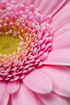 Gerbera flower Stock Photos