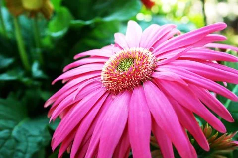 Gerbera flower Stock Photos