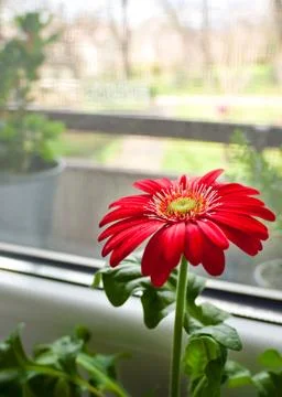 Gerbera flower Stock Photos