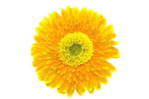 Gerbera flower Stock Photos