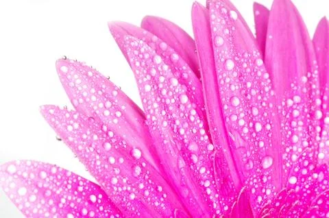 Gerbera flower Stock Photos