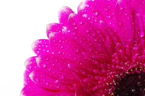 Gerbera flower Stock Photos