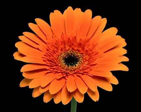 Gerbera flower Stock Photos