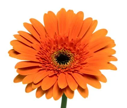 Gerbera flower Stock Photos