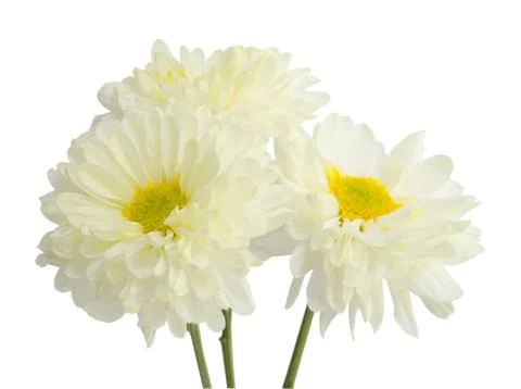 Gerbera flower. Stock Photos