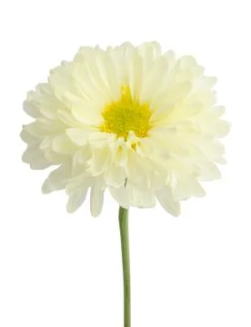 Gerbera flower. Stock Photos