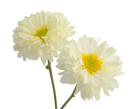 Gerbera flower. Stock Photos