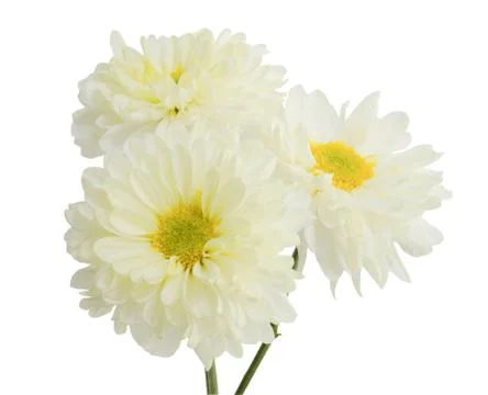 Gerbera flower. Stock Photos