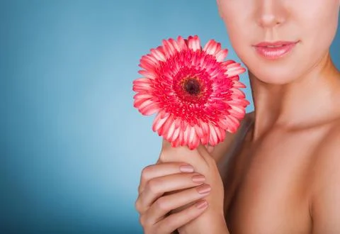 Gerbera flower Stock Photos