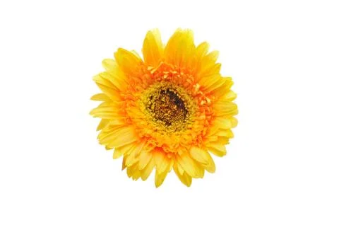 Gerbera flower Stock Photos