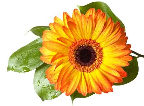 Gerbera flower Stock Photos
