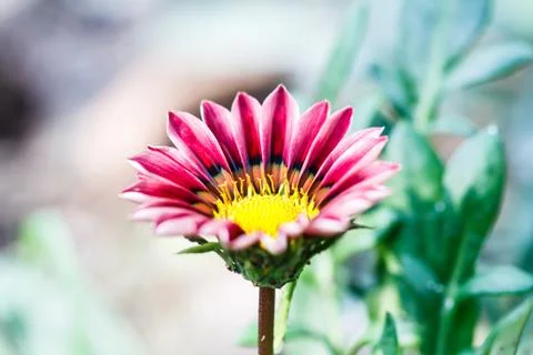 Gerbera flower Fotos Stock