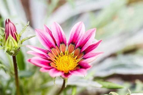 Gerbera flower Stock Photos