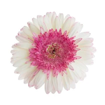 Gerbera flower Stock Photos