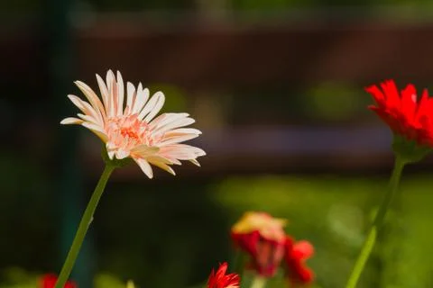 Gerbera flower Stock-Fotos