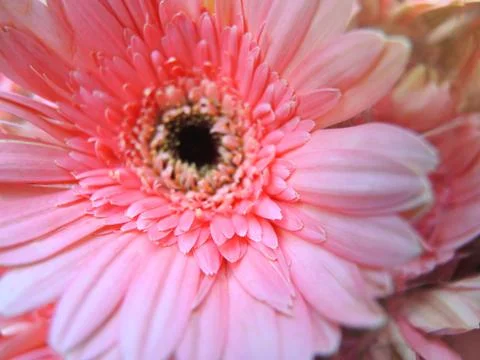 Gerbera Flower Stock Photos