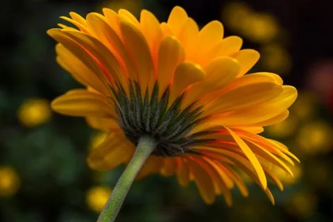 Gerbera flower Stock Photos
