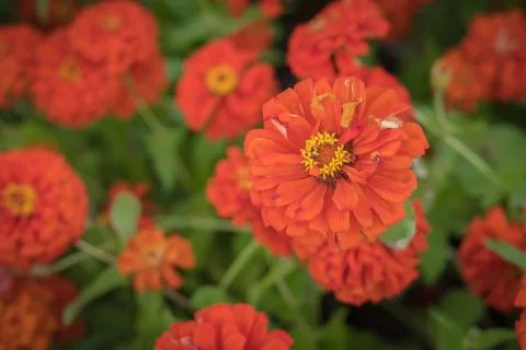 Gerbera Flower Stock Photos