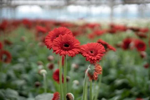 Gerbera flower Stock Photos