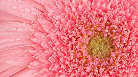 Gerbera flower Stock Photos