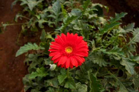 A Gerbera flower Foto stock