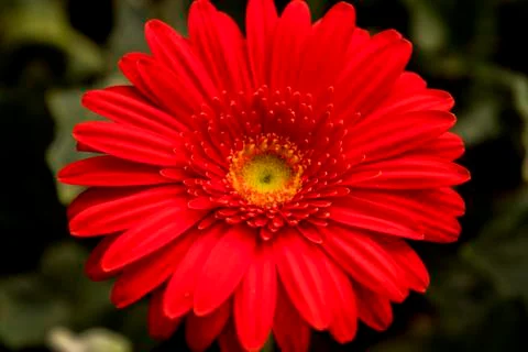 A Gerbera flower Stock Photos