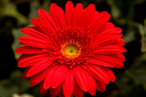 A Gerbera flower Stock Photos