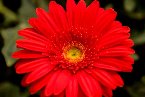A Gerbera flower Stock Photos