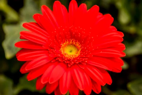 A Gerbera flower Stock Photos