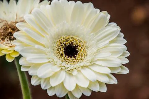A Gerbera flower Stock Photos