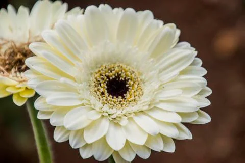 A Gerbera flower Stock Photos