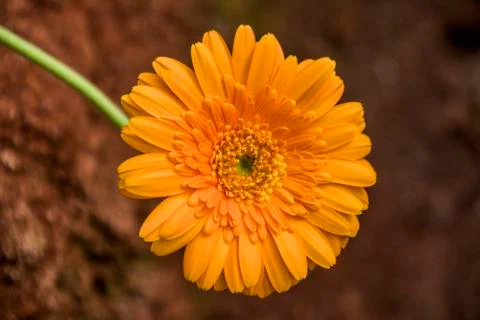 A Gerbera flower Stock Photos