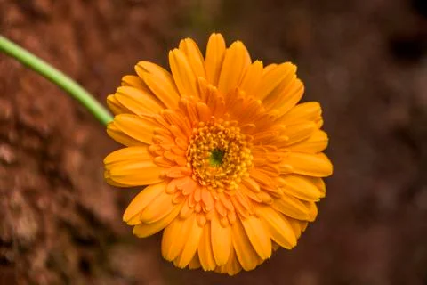 A Gerbera flower Foto stock