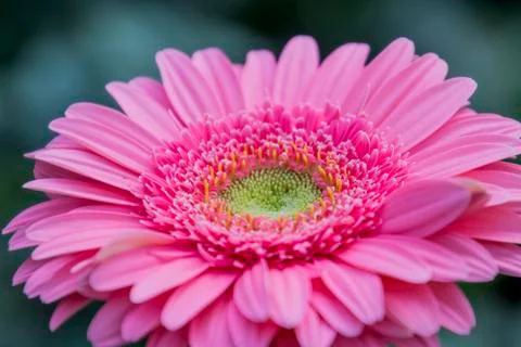 A Gerbera flower Stock Photos
