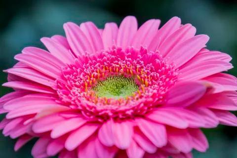 A Gerbera flower Stock Photos
